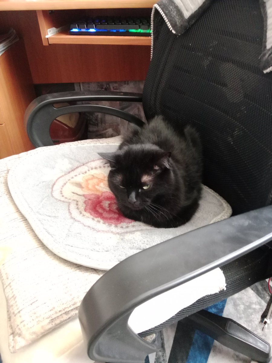 AlekStuffKoT's tweet photo. @lazyweedcat she won't give up my chair https://t.co/hght4XDgSy