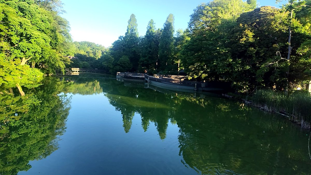 OrangeCafe33's tweet photo. 早朝の井の頭公園🌲(加工なし)
空気が澄んでて涼しくて…
鳥の声と森林の香りがたまらない https://t.co/Nv3DE5CD0a