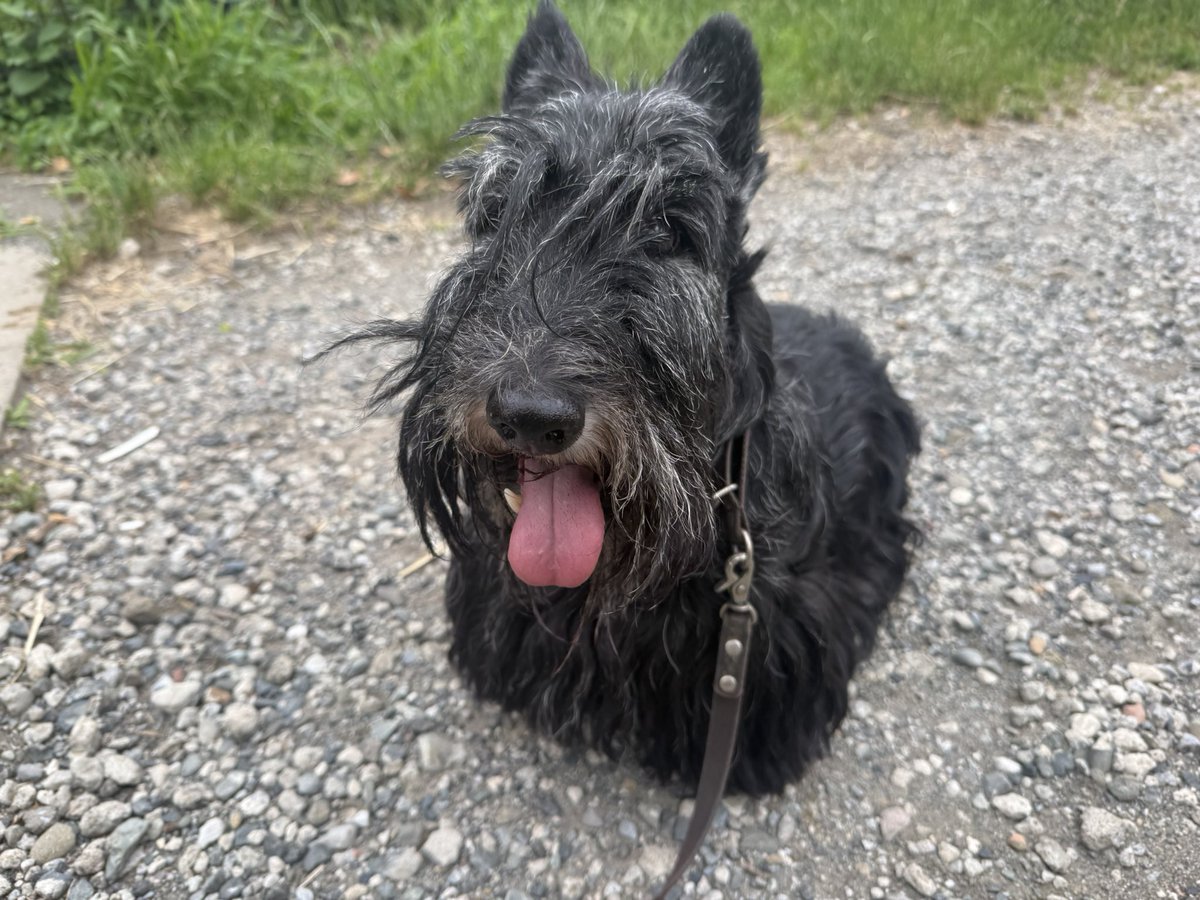 orangepetsitter's tweet photo. ふうちゃん　JJくん　まーちゃん

今日は涼しくてお散歩気持ちいいね🎶 https://t.co/D14ZNjm4Z7