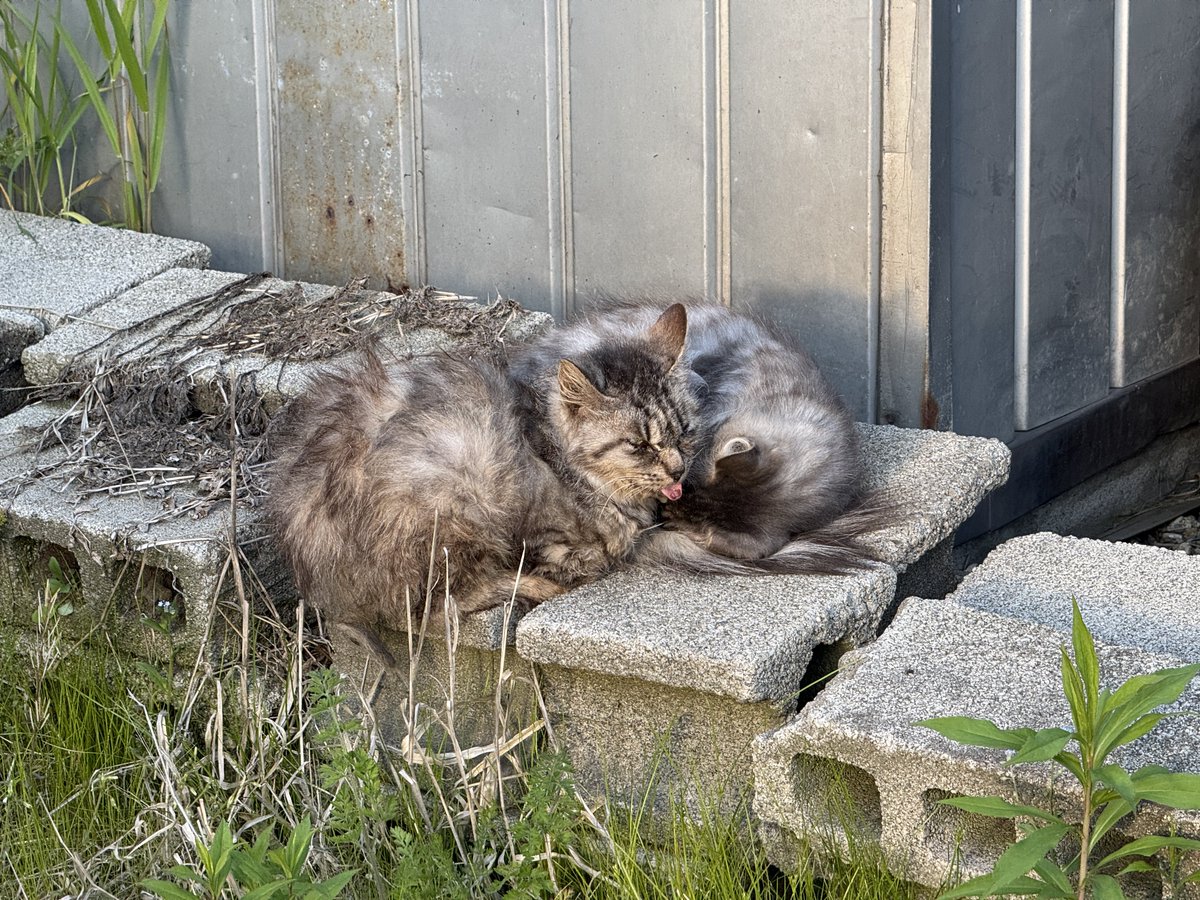 tanchimo00's tweet photo. ダイエットの為に今日も一駅歩いて帰ります
野生味溢れる舌ペロキャット🐈
他にも居たけど近付いたら一斉に逃げた

帰り道にセブン混んでるなと思ったら揚げ物��額かー
へーそうかー半額かーふーん
ザクチキうめえ(mgmg
カロリーも半額になりませんか https://t.co/a1Sgf1gJjx