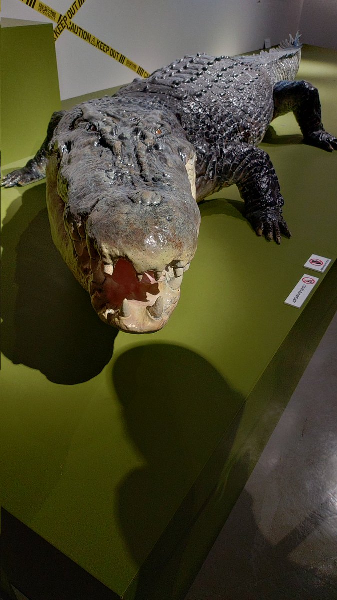 blade_sid's tweet photo. 国立科学博物館の
『超危険生物展　科学で挑む生き物の本気』へ行ってきた。
いろんな危険生物の剥製が展示してあって良かった。
やはり、巨大な猛獣は迫力がありますね。

良い展示会でした。 https://t.co/beMunYMjDu