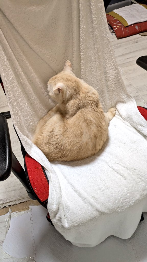 猫のいる生活