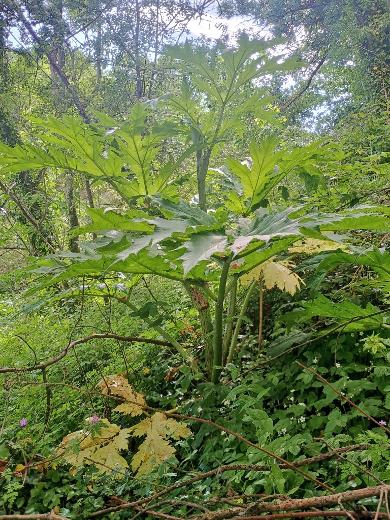 WOLCT's tweet photo. 1st task of the day complete playing hide and seek with Giant Hogweed in the woods above the Kinleith estate.
Six mature plants dug up to stop them spreading further.
#INNS @Edinburgh_CC https://t.co/MNL5ou1YaD