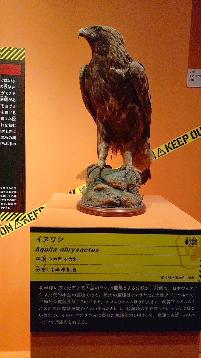 blade_sid's tweet photo. 危険昆虫にバッタがあったんだけど、そんなに危険か？
って思っていたら物販にオーズのコラボ商品がw

思わず買ってしまった、、、

まぁ、鷹の展示は無かったけどねw(ギリ鷲だった) https://t.co/YQtoyJWYvb
