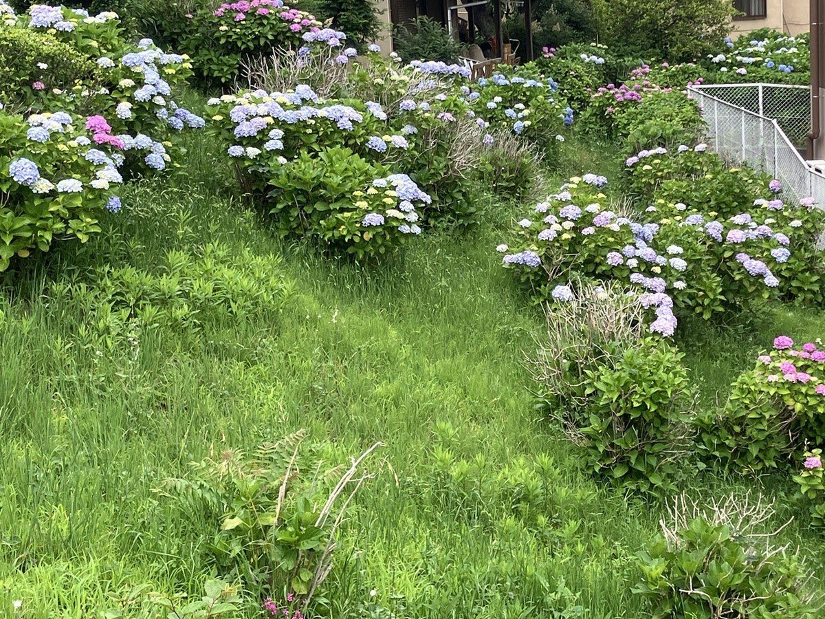 garagecurrent's tweet photo. あじさいが咲いていました。
梅雨が明ければ夏がやってきます。

暑くなる前にエアコンガスなど補充をしておきましょう！

そして、ボディにたまった湿気は錆の原因ですので、
乗って風を流してあげましょう！
夏も旧車を楽しむために、準備はお早めに https://t.co/CUTorhCgvM