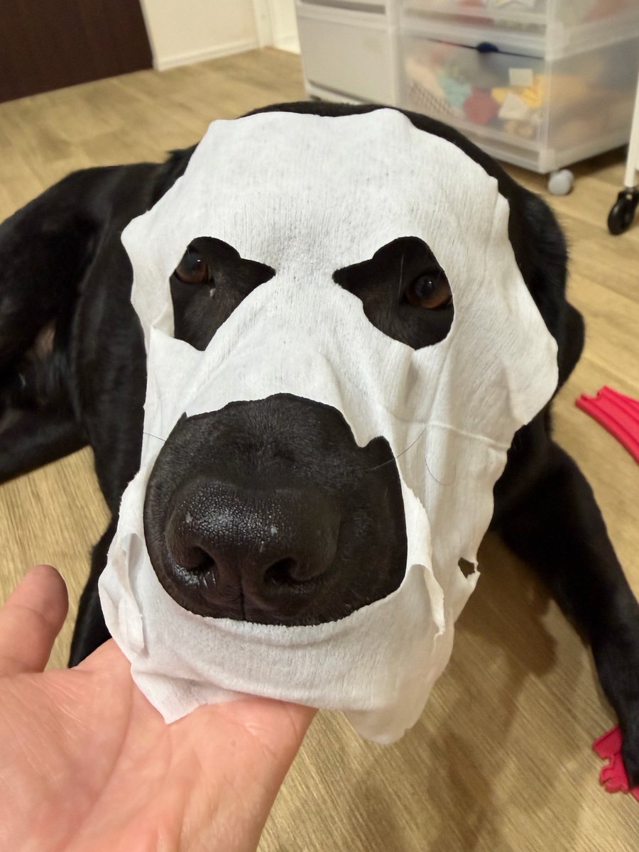sbrsitm's tweet photo. ついやってしまう、パック犬🤣 https://t.co/iScXHXP6Ja