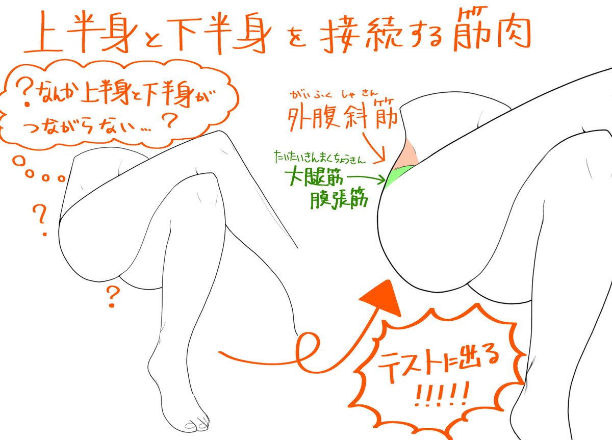 ito_pro_illust's tweet photo. 上半身と下半身を接続する筋肉 https://t.co/aMYkhUngzP