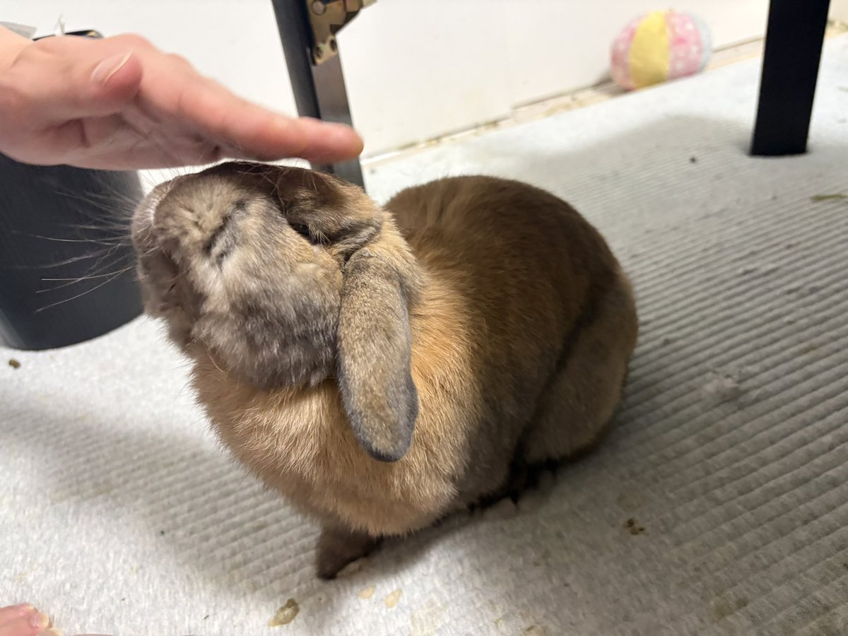 usagi_popeye's tweet photo. 撫でが気持ちよくて上を向くポパイだね https://t.co/Nf6kEKbrpW