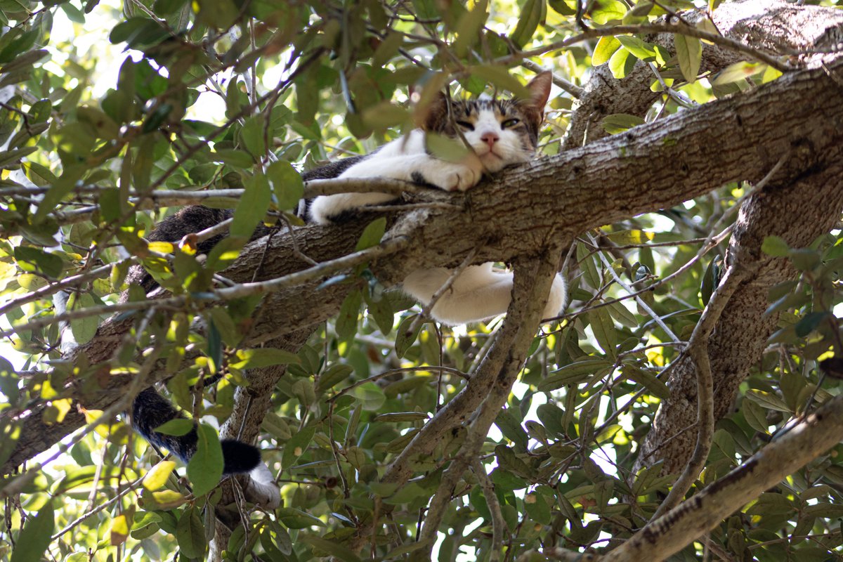 ChiefsVisuals's tweet photo. College Campus Cats https://t.co/UEItcqf90G