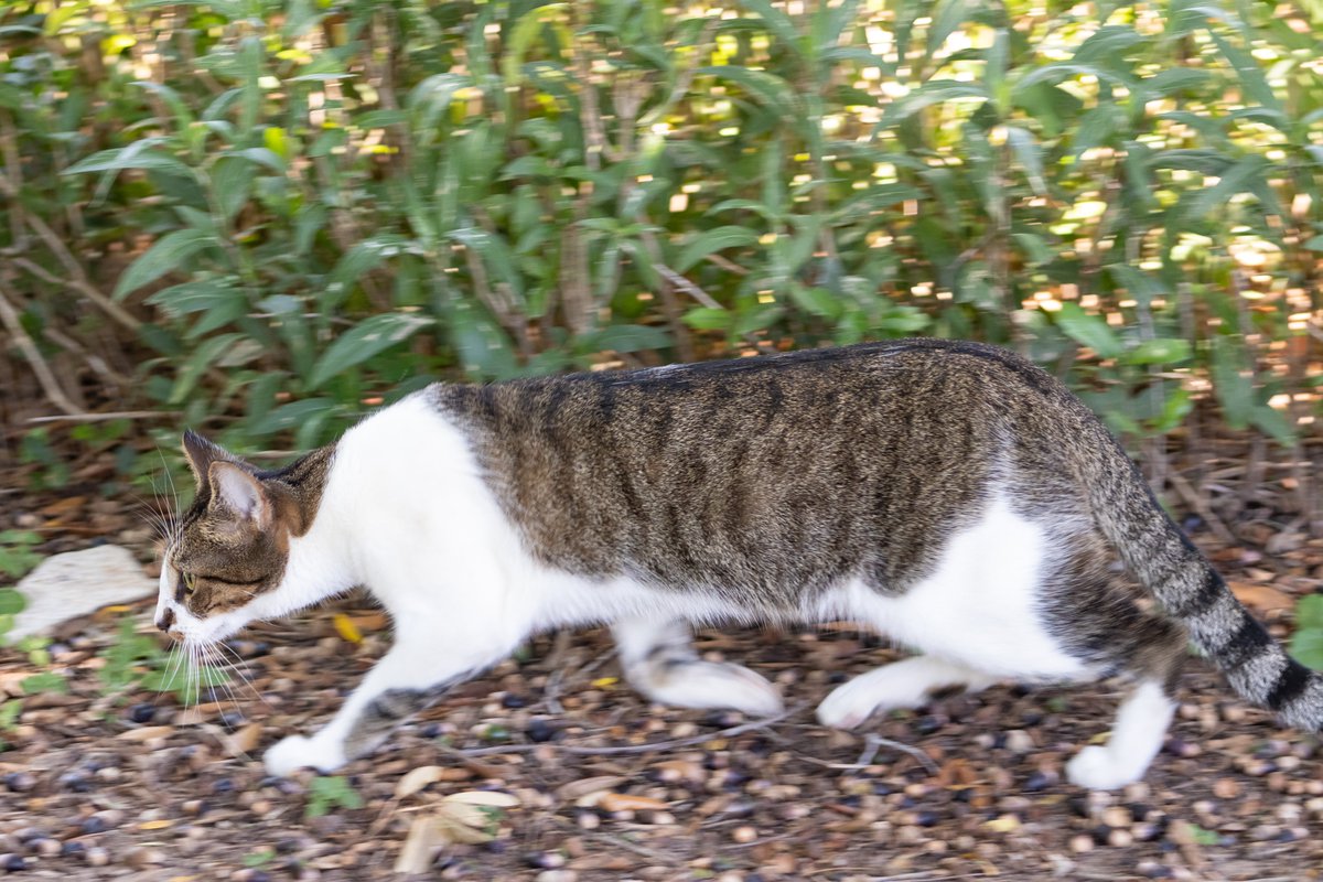 ChiefsVisuals's tweet photo. College Campus Cats https://t.co/UEItcqf90G