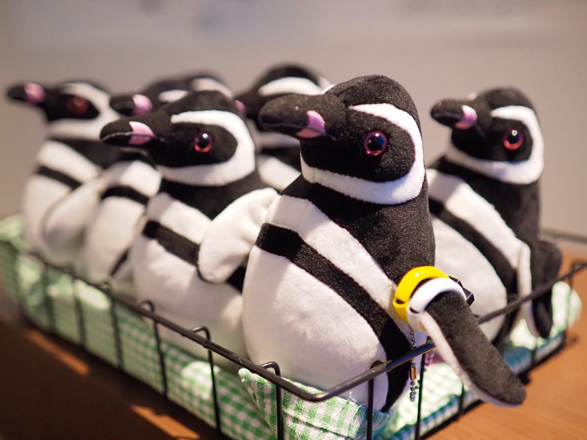 _umigatari_'s tweet photo. 【ペンギンナイト2026】
ペンギンの「タグ作りワークショップ」300円／回
本日分は終了いたしました！
皆さまが作成してくださったタグは、
今年の換羽後に各ペンギンたちに装着します。
そして！今回はお揃いの持ち帰り用タグも作れるので、
当館で販売するペンギンにいかが？

明日も実施します🤩 https://t.co/ay4reTyb98