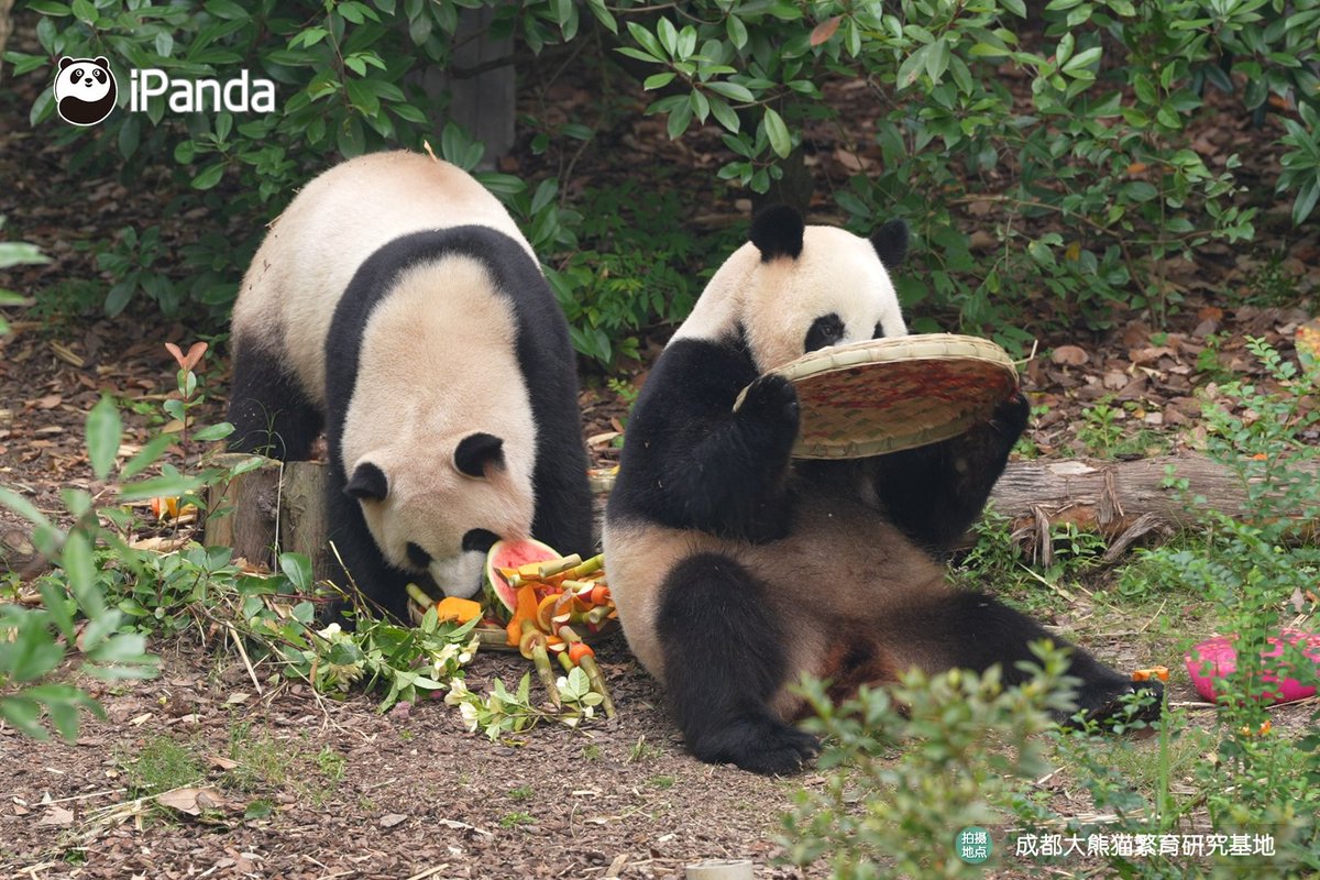 ipandacom's tweet photo. Happy 7th birthday to Ji Xiao and Cheng Feng! May every day be as sweet as your panda smiles!

#PandaPic #ChengduPandaBase #PandaFun 

For more panda information, please check out: https://t.co/hXNeewwBNN https://t.co/pYKI05cYEb