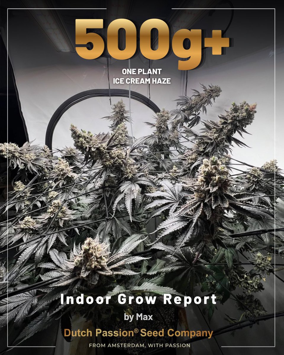 DutchPassion_'s tweet photo. 🧵 One Ice Cream Haze plant.

75L fabric pot.
Double SCROG.
Indoor grow.

The result?

🔥 530g+ estimated dry yield from a single plant.

Here’s how grower Max did it 👇🏽

#DutchPassion #MastersAtWork #LegacySince1987 #IceCreamHaze 

#GrowersChoice #SCROG #HomeGrow #GrowReport https://t.co/dSLtLYqpdA