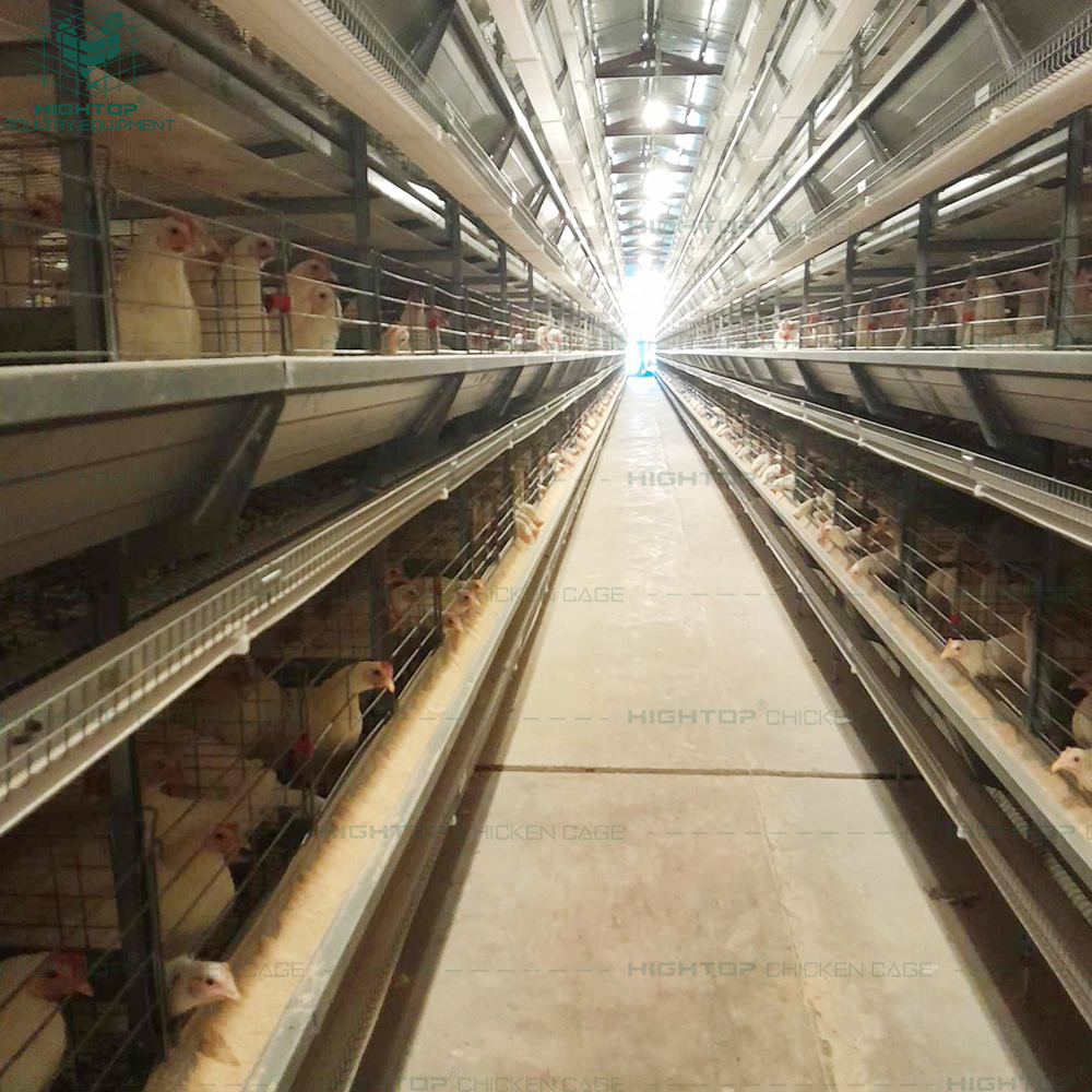 HightopPoultry's tweet photo. Tunnel ventilation 🌬️ keeps H-type layer houses cool, improves air quality 🐔, and supports steady egg production 🥚📈 https://t.co/qk0JbR2B1J