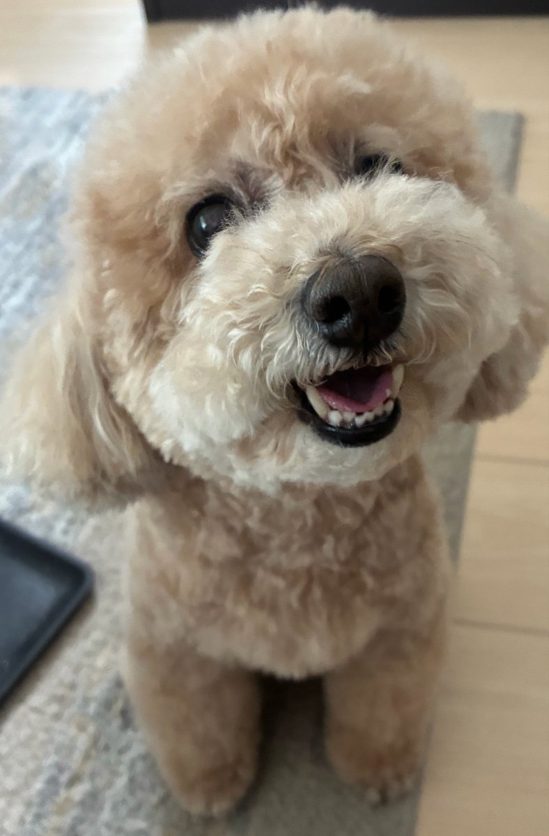 zig12zag12's tweet photo. うちの犬すっっごく可愛いので
癒されておくれなまし～🫶

回復されて爆発的な禊お待ちしております😘 https://t.co/rTEJ0Muiz9