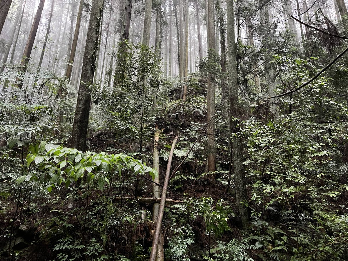 fourtailscat's tweet photo. おはよう東温、今朝六時の風景
台風での倒木は、片付けられていた。あの人か、あのオッチャンか。顔が浮かぶ。お世話になります。
また、台風のタマゴがいるんやって。どうする、鶏達に愚痴る。
#おはよう東温 #菖蒲谷 https://t.co/48hAPHkB3q