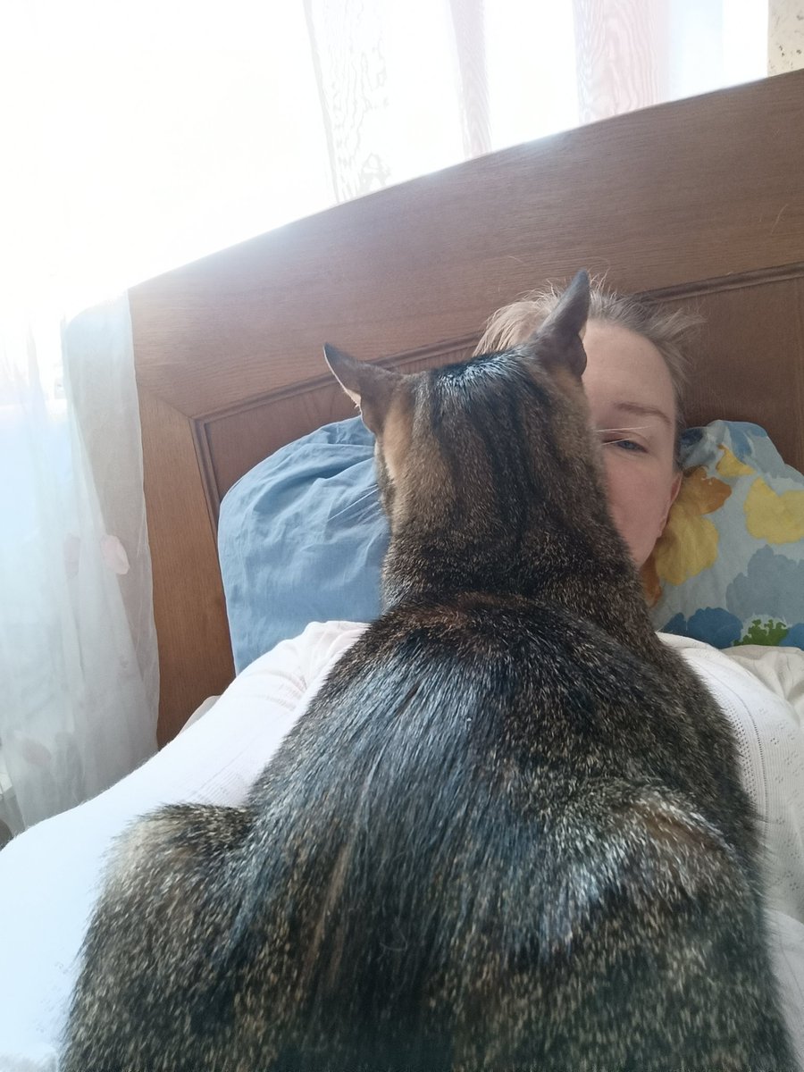 dead_ithriel's tweet photo. @princessleohi He decided to sit on me instead. 🤣 https://t.co/9w0Jun6wmg