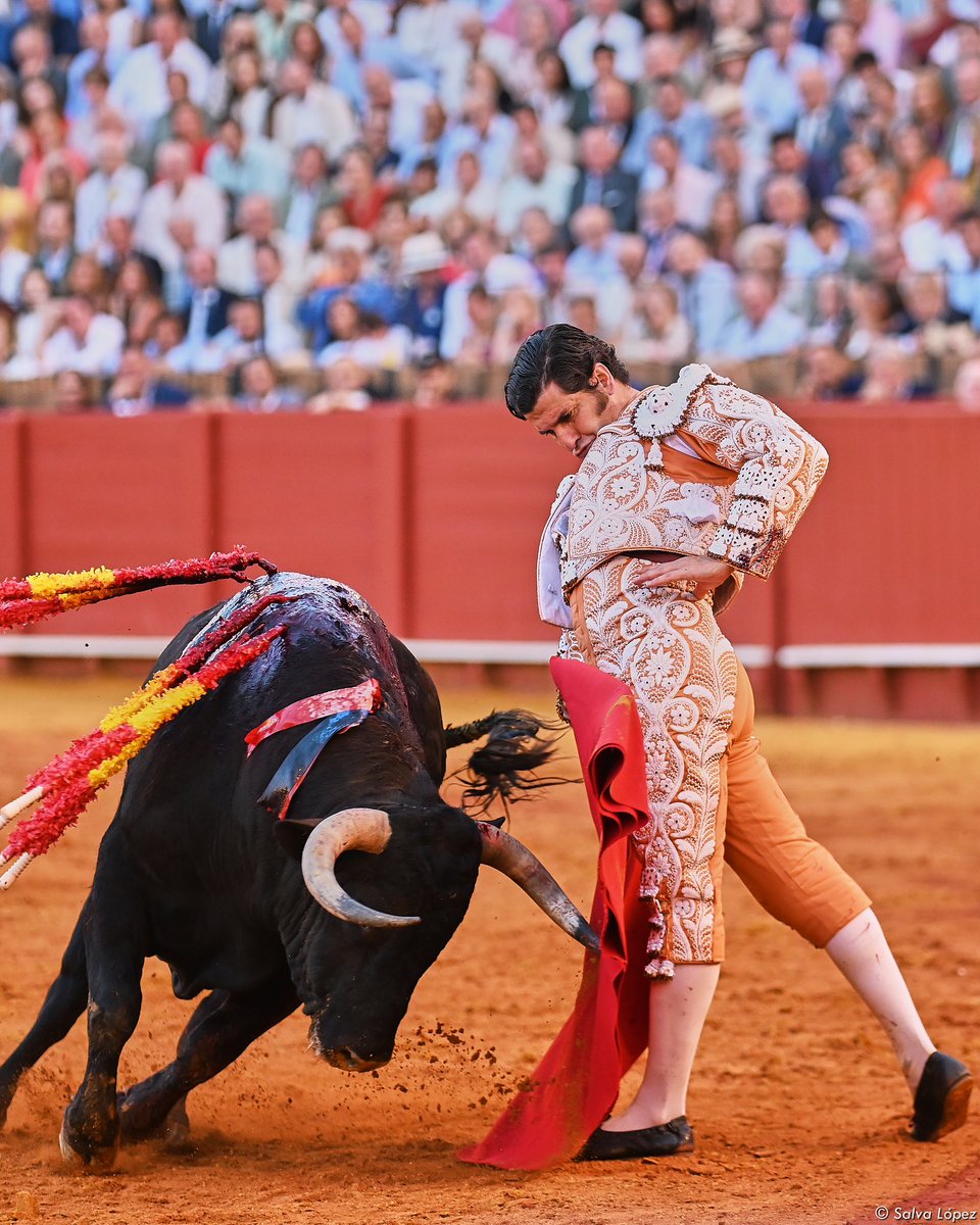 JBAYORT's tweet photo. Como en todas las puertas del Príncipe, hay debate sobre la autenticidad de esta de Morante de la Puebla. El problema es que ha malacostumbrado tanto a la afición, haciendo de la excepción norma, que hay quien incluso no cree estar viendo algo que jamás ha visto ni posiblemente volverá a ver. 

Mi problema es aún mayor: cuanto más veo a Morante, más exigente soy con los demás.

📸 @LancesMaestranz @SalvaLpezMedina