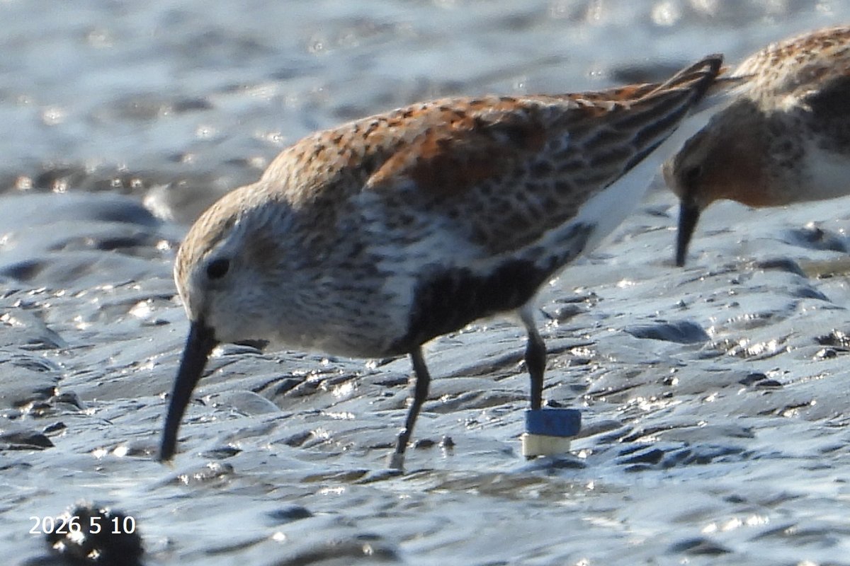 torisaicho's tweet photo. 春の渡り2026　宮城県 鳥の海🚩
ハマシギ　KY8　2026/5/10 三番瀬で観察
私は見てないって言ったけど、画像チェックを怠っていただけでした😓
ほとんど文字が見えませんー🥲

2022/11/18　成鳥で放鳥

#今日のフラッグさん
#shigi_chi
#標識調査 https://t.co/OiYkYlaySw