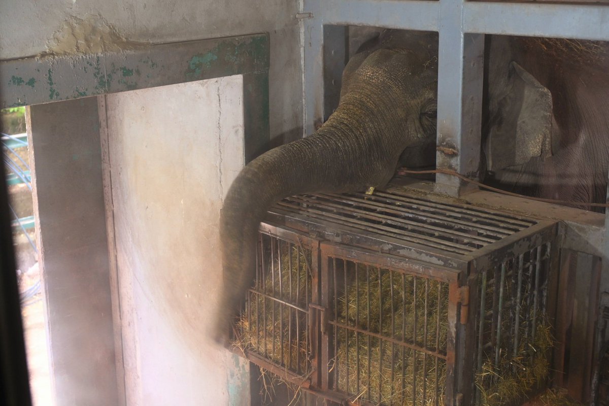 FreeBunka's tweet photo. @Yerevanzoo's definition of a happy #elephant. He will not last much longer. @FreeBunka NOW before notoriety engulfs you. https://t.co/1laxTFqsTs