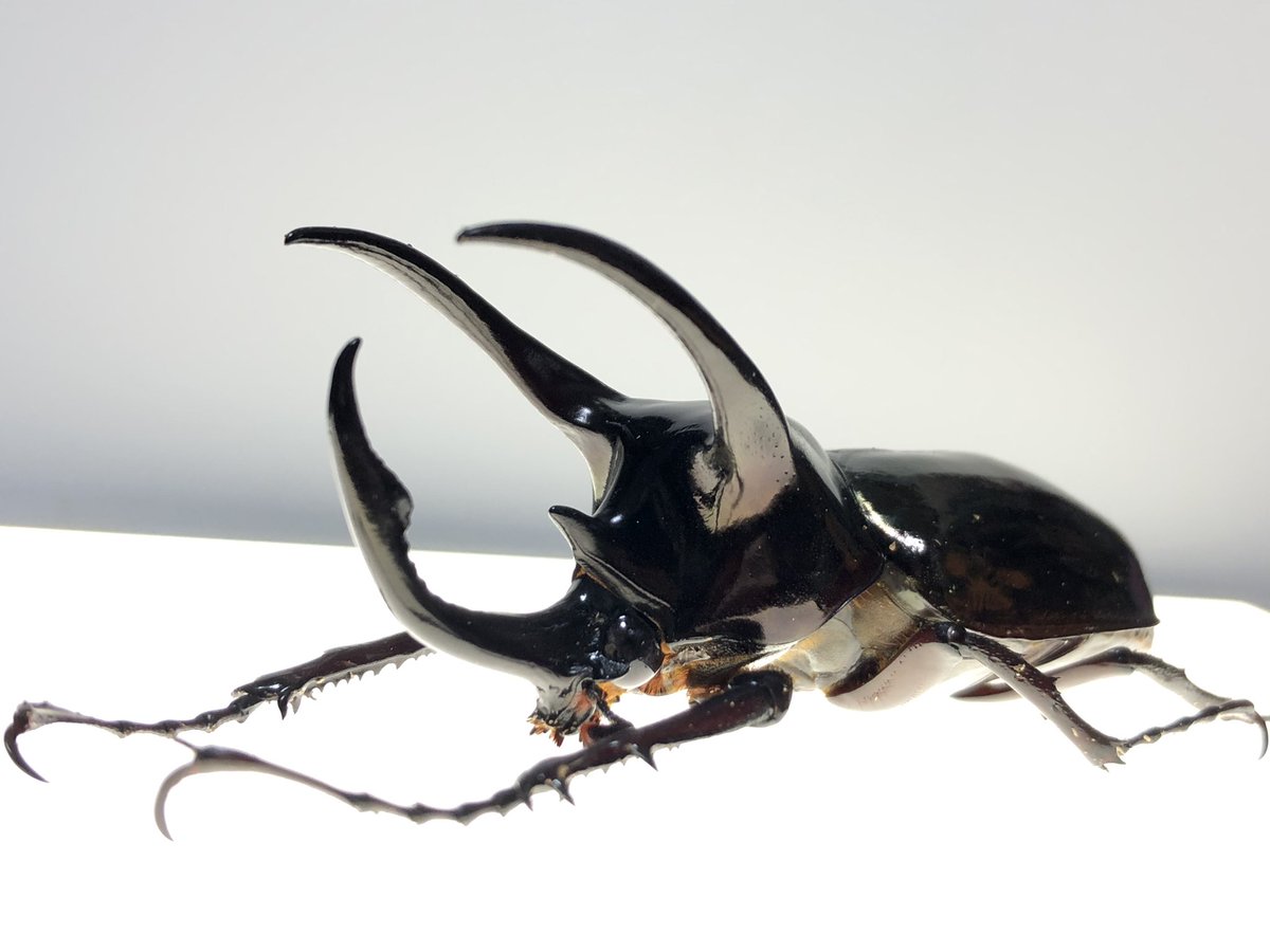 MACR036's tweet photo. アトラスオオカブトはいいぞ https://t.co/h2CTqASy0I