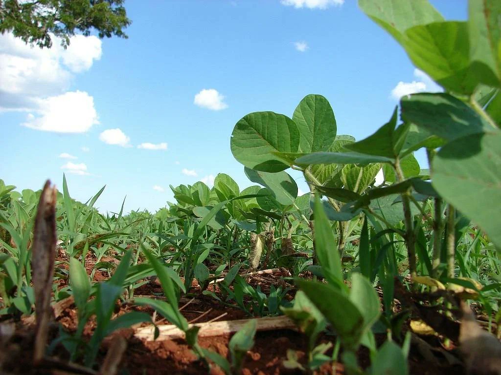 re_soil's tweet photo. 📊 Tracking #soybean to stop #deforestation with chemistry and #AI.

An innovative method combines chemical fingerprinting and machine learning to pinpoint the origin of soybeans with unprecedented accuracy.

📰 Read the news: https://t.co/mWsgpg3dgT https://t.co/aWe6f0C2mM