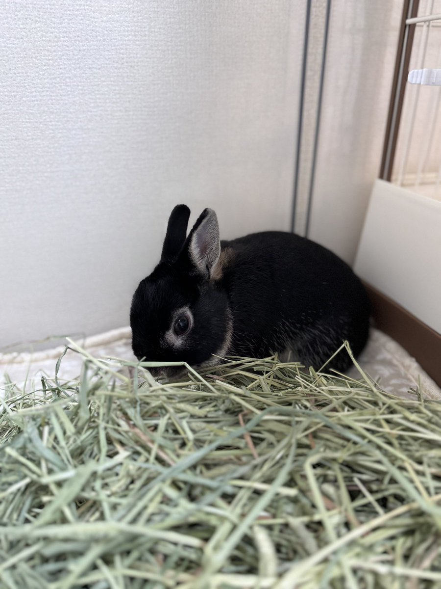Tct9El's tweet photo. うーちゃんいっぱい食べてる🌱
偉い👏👏 https://t.co/Iw8QIXkLRS