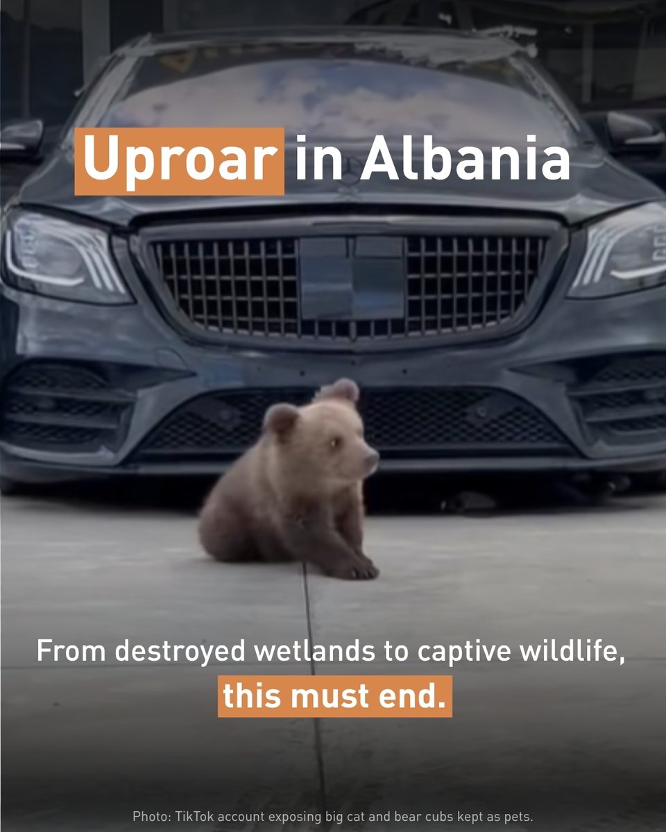 fourpawsint's tweet photo. Thousands of people are protesting the destruction of protected coastal wetlands in #Albania📢
Meanwhile another wildlife crisis continues to unfold. We are calling on the Albanian government to take action to protect the environment and to end the private keeping of wild animals https://t.co/2iFqFcu7RV