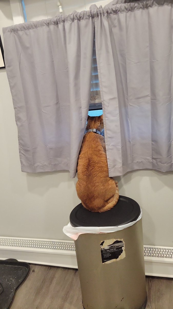 ThatFknGuy4420's tweet photo. Good Morning 😺☕️
Just waking up, making some breakfast, and hanging with the cats
Nosey neighbor Ricky is watching the people leaving for work
My day starts a lot later today
So im easing into it

#EasyMorning #TGIF #FridayVibes https://t.co/ILtDiSYSuw