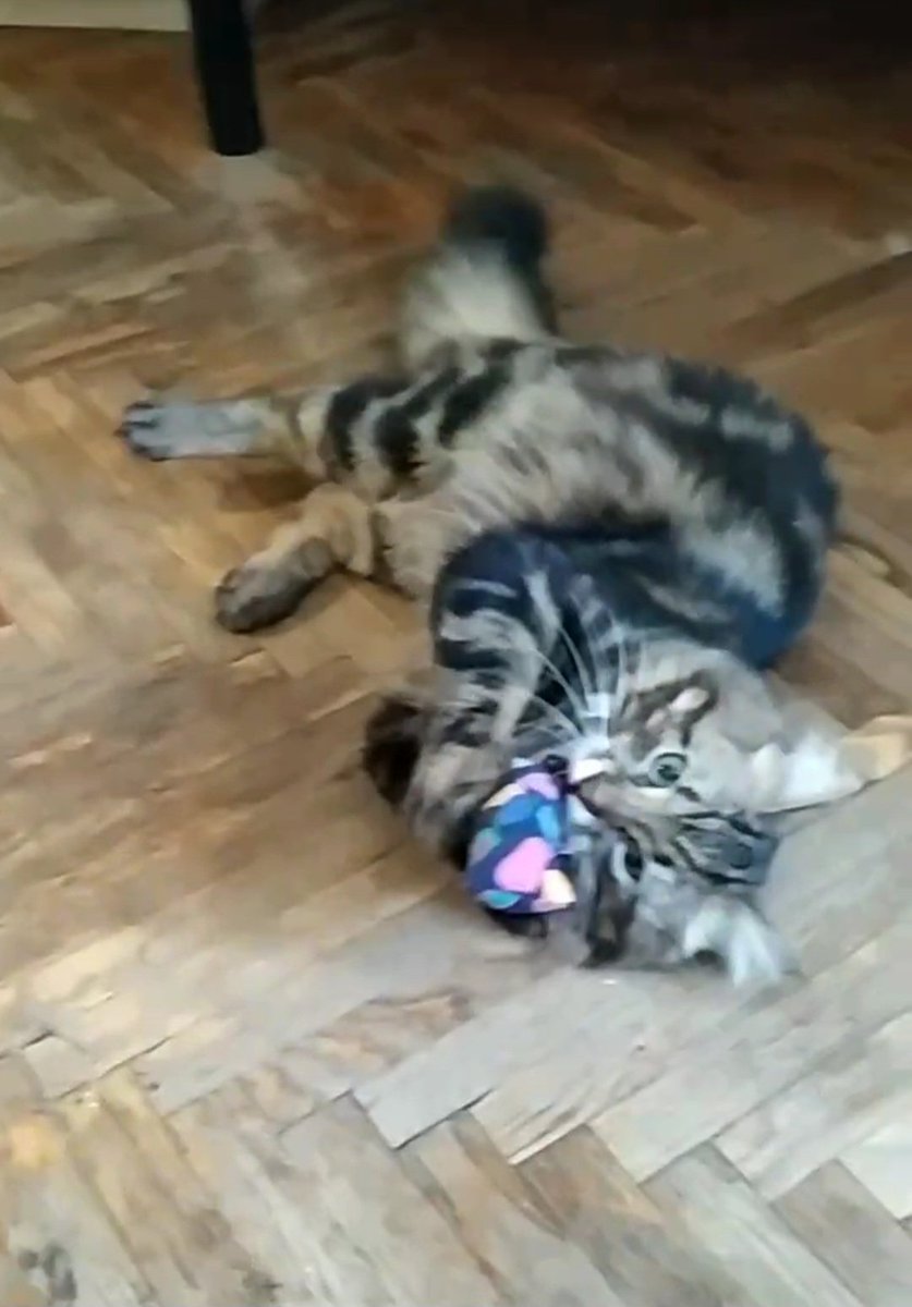 JuliaSubbotina1's tweet photo. Valentyna and her cat with a gift of catnip

8 deliveries today and 58 this week 
(one more than the  previous)
Thank you and till Monday!
My 🅿️🅿️ is subbotinawed@gmail.com https://t.co/tUlQzrdNrp