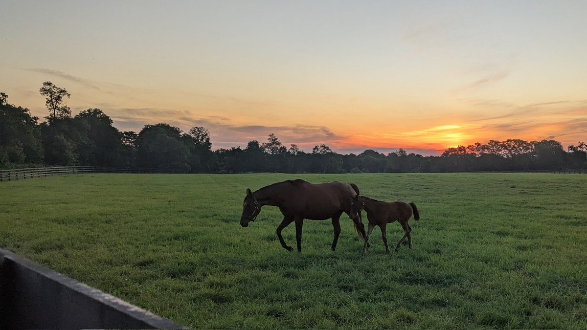 TKKuegler's tweet photo. Happy Friday from Serendipity Springs Farm!
Floral Hall and her '26 Army Mule colt enjoy the great morning 
#howluckyarewe https://t.co/6pkKg04vlc