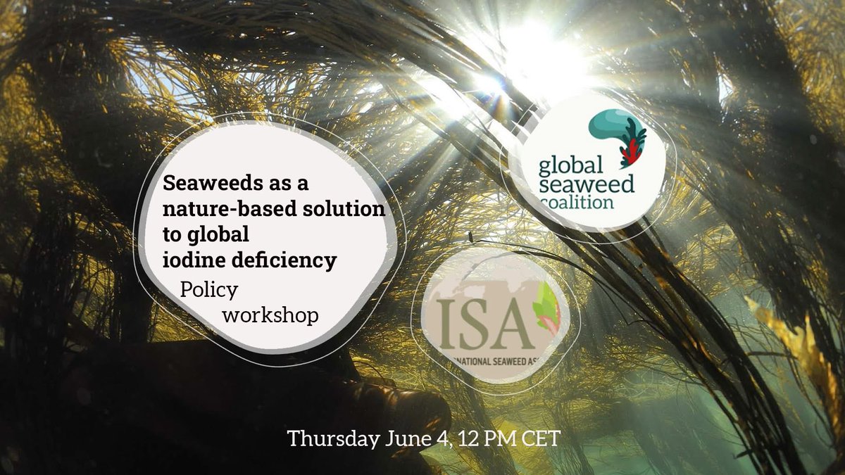 Safe_Seaweed's tweet photo. 🌊 « Seaweeds as a nature-based solution to global iodine deficiency », the recording of our policy workshop organized in partnership with the International Seaweed Association (ISA) is now available for replay on our Channel !

➡️ https://t.co/wNHnhHw2Nl https://t.co/ZLyodRY2oE
