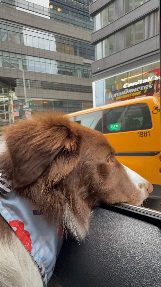 MyronGainesX's tweet photo. If someone stole my Border Collie and sold it to a dog meat restaurant it's fuckin' John Wick time and I will gladly go to prison. https://t.co/kqysAds38X