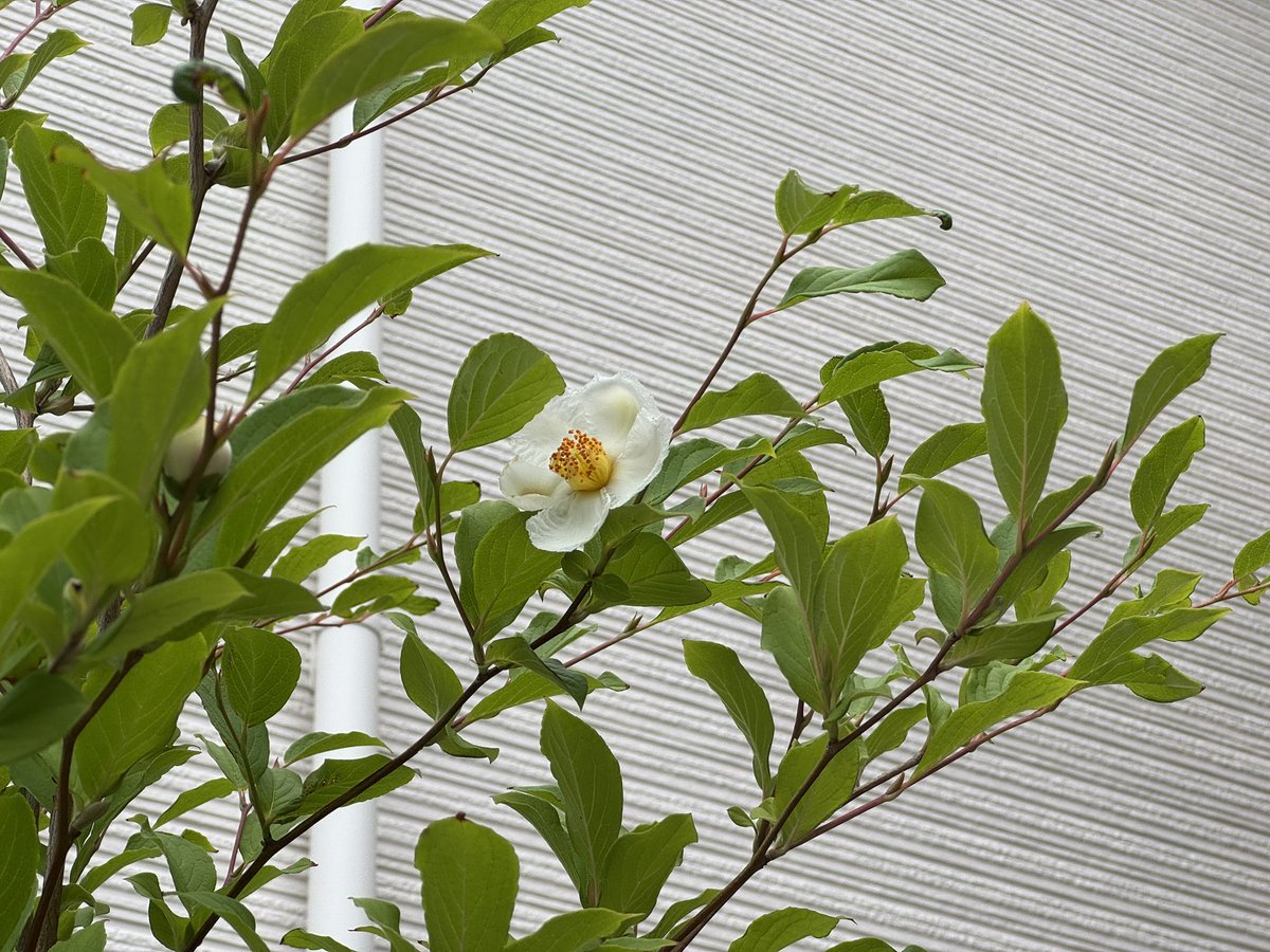 Mist622's tweet photo. おおお！

出張から帰ってふと見たら❗️

ついに咲いてくれた❗️

#植木 
#夏椿 https://t.co/DgX6tXilz2