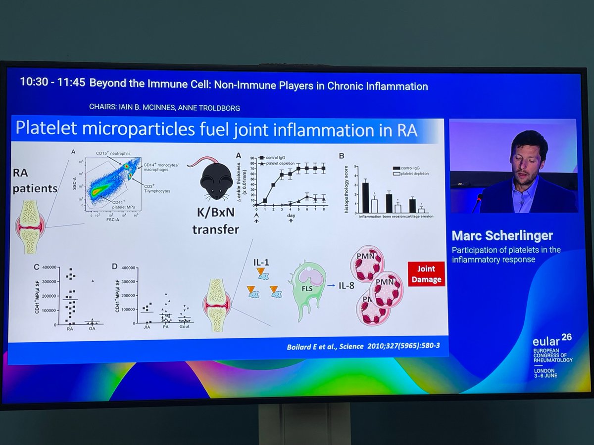 eular_ARD's tweet photo. Platelets as leading drivers of immune processes in autoimmunity @m_scherlinger 
➡️ fuel inflammation
➡️promote organ damage
➡️potential therapeutic target

Very interesting and well attended session! @javierrcarrio https://t.co/HUUEM5vV1V