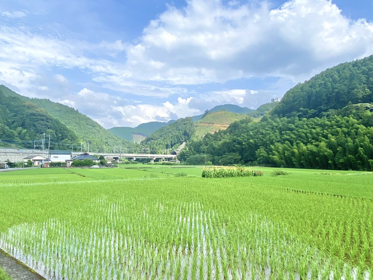 nanohanamura's tweet photo. 各地で田植えが始まっている。
60年前の鶴喰は、家族総出に加え近所同士が「結（ゆい）」で支え合う集落の一大行事でした。昼食や“たばくまん”を囲みながら交流し、子どもたちは米作りを学びました。機械化で風景は変わっても、地域を支える大切な営みであることは今も昔も変わりません。
by 事務局長 https://t.co/tKwrhAJdDD