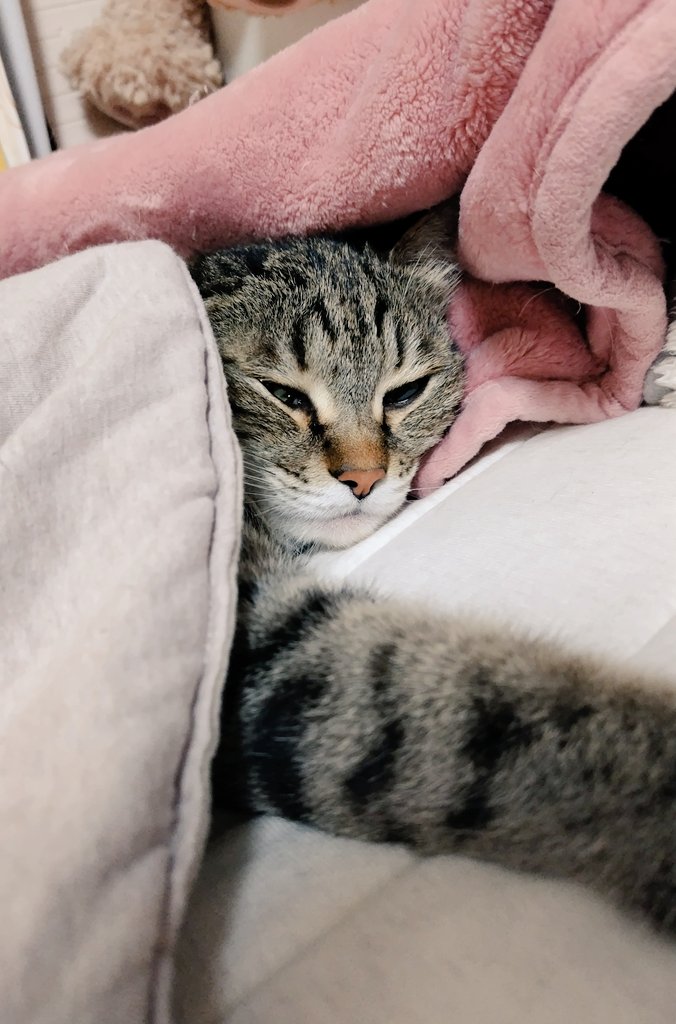 ゴロー🐾 (@cat_56chan) / Posts / X
