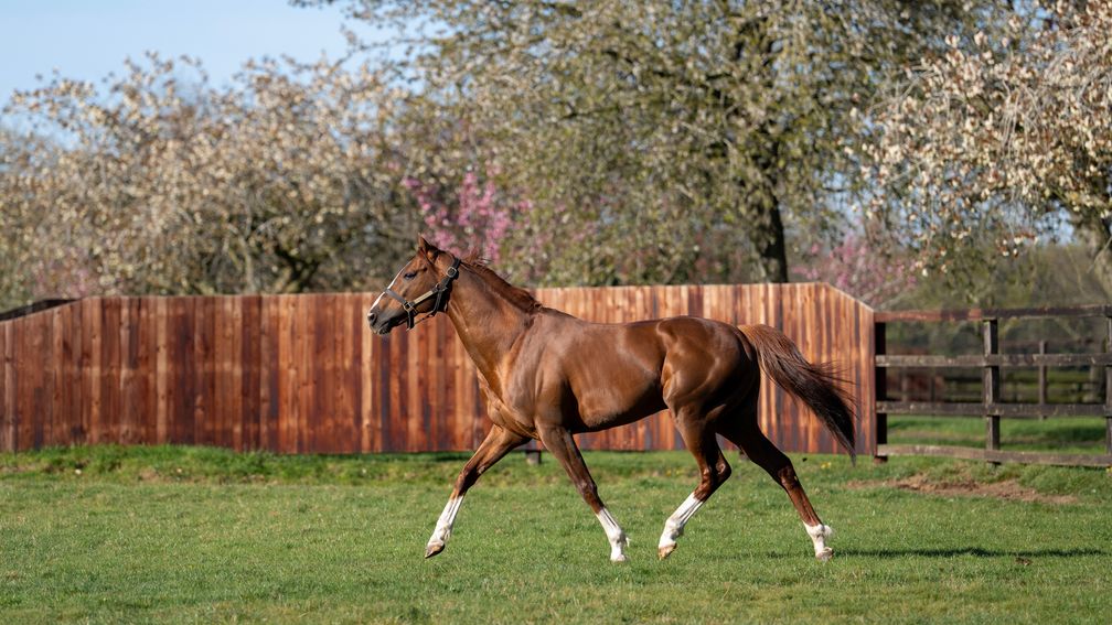 rpbloodstock's tweet photo. 🤩 Legendary Stradivarius has first runner hit the track - bred and owned by billionaire chocolate magnate

Pedigree pointers 👉 https://t.co/K7BNEuS74d https://t.co/7m9spVnw8P