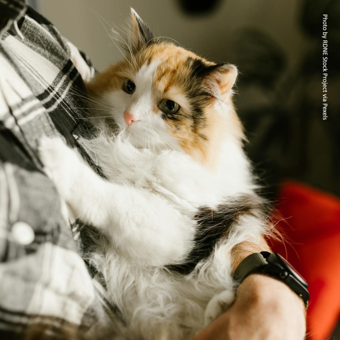 catchatcharity's tweet photo. Do you really need to rehome your cat?

Before you begin the rehoming process, please consider if there could be another solution to the issue. See here for advice: https://t.co/6xe9kQoYuA (1/2).

#CatAdvice #CatsOfTwitter https://t.co/mLMyxW8wvp
