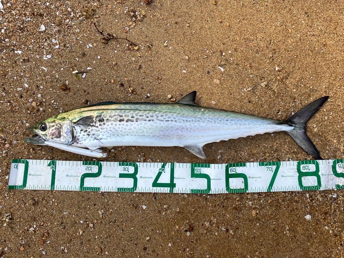 GetaLow_Mayu's tweet photo. ボイルしてたから投げたら釣れた🐟
我ながらナイスキャストでした。
歯は鋭いけど意外と目はかわいいサワラ👀
#blueblue #ブローウィン #fishman #lower86 https://t.co/AOkVvK35JM