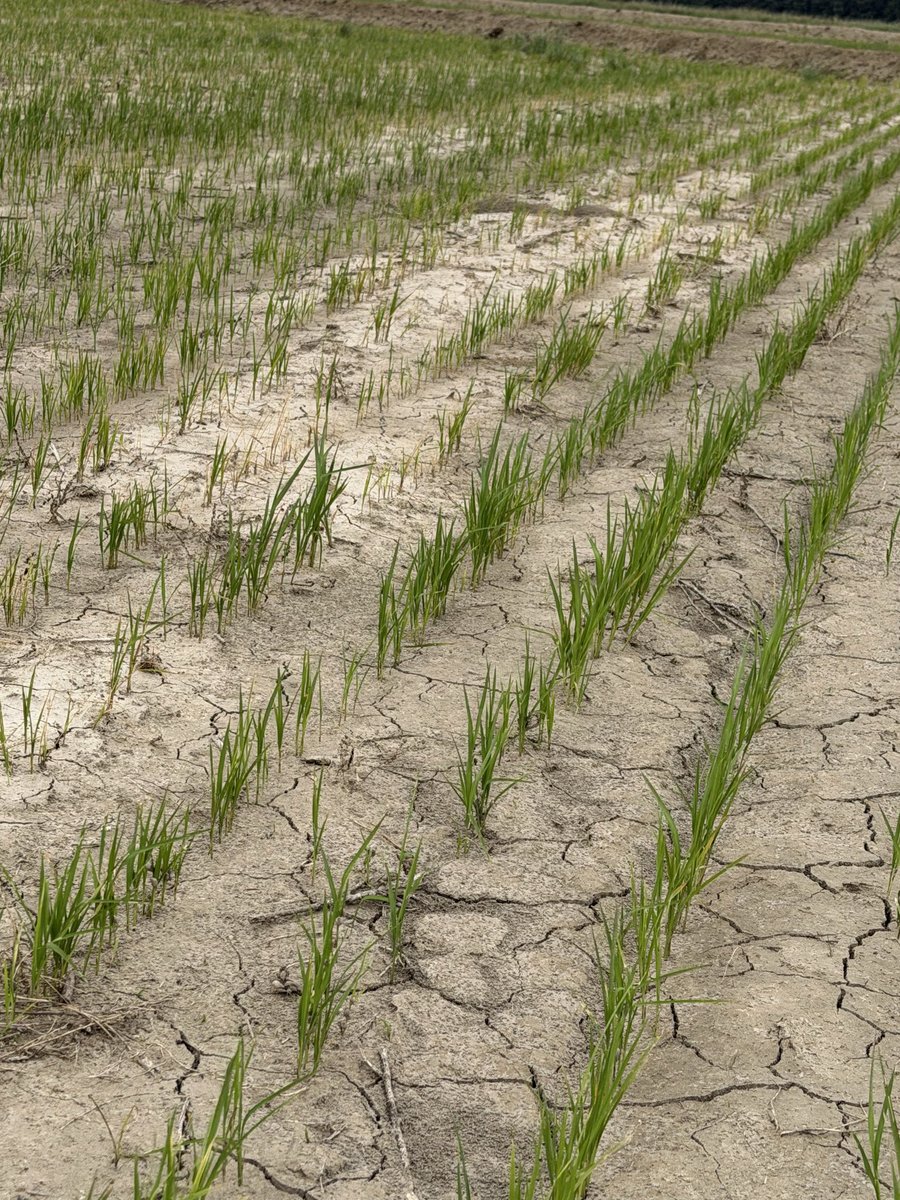 AginArk's tweet photo. Very dry, then very wet weather has made planting difficult for some #Arkansas farmers, who now face a choice: plant again or take a prevented planting payment.
https://t.co/NyVMfS3JK9
#rice #cotton #arwx https://t.co/bTsMlz245m