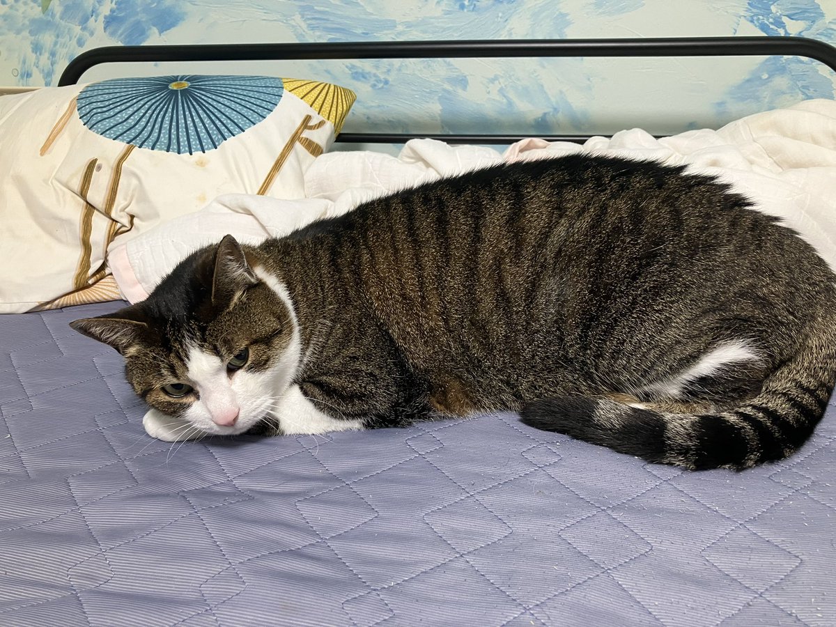 ebisdani's tweet photo. うちにいる猫、もう何年も毎日「お薬だよ」って声かけてるのに、
毎日新鮮に（は？お前が飲めば？）みたいな顔してくれる。
長続きの秘訣ですね。 https://t.co/uOookEh8uP