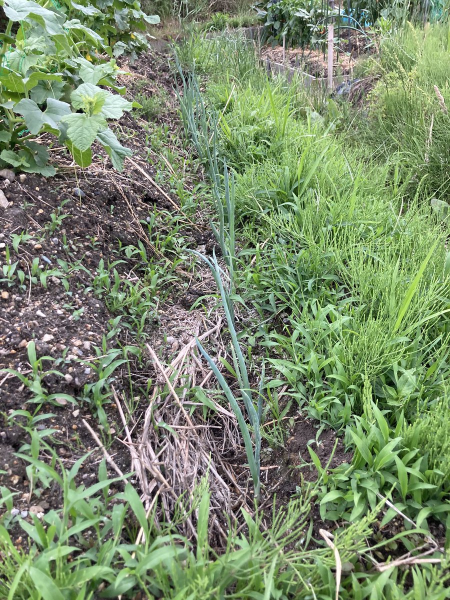oStiicjucK11368's tweet photo. ネギも伸びたが他の草も伸びまして。今日は土寄せも兼ねての除草🌱
ネギは自分の影すらも嫌うと言われる位に陽当たりが大事☀️
下生えを綺麗にしてあげまして
ついでにトマトの芽かきもしました〜
そしてキュウリはあと2〜3日位で収穫出来そう😆

そんなこんなで今日もお仕事完了です😉
#家庭菜園 https://t.co/DqFu1Oc83B