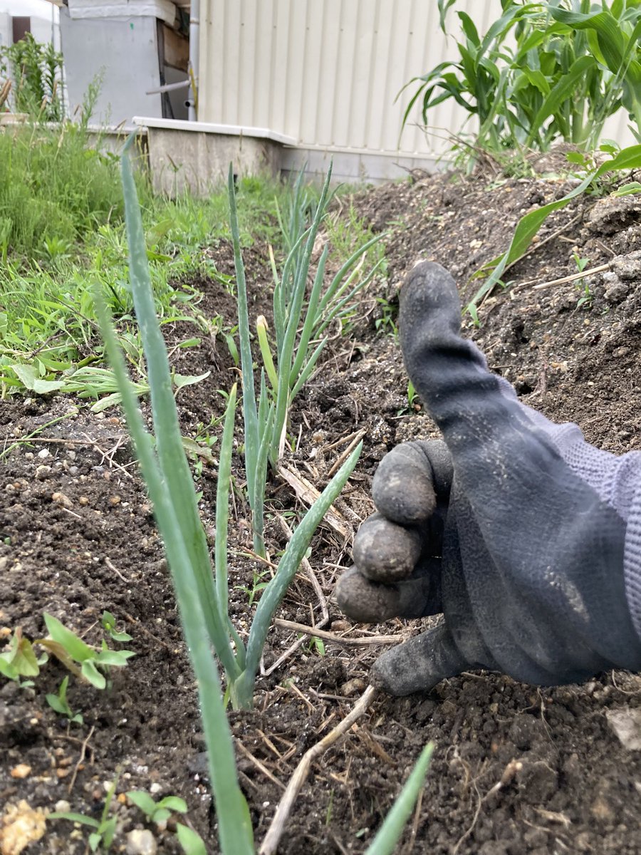 oStiicjucK11368's tweet photo. ネギも伸びたが他の草も伸びまして。今日は土寄せも兼ねての除草🌱
ネギは自分の影すらも嫌うと言われる位に陽当たりが大事☀️
下生えを綺麗にしてあげまして
ついでにトマトの芽かきもしました〜
そしてキュウリはあと2〜3日位で収穫出来そう😆

そんなこんなで今日もお仕事完了です😉
#家庭菜園 https://t.co/DqFu1Oc83B
