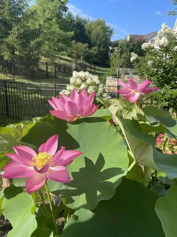 chaarpaai's tweet photo. A peace of nature https://t.co/l1WZnkPEjA