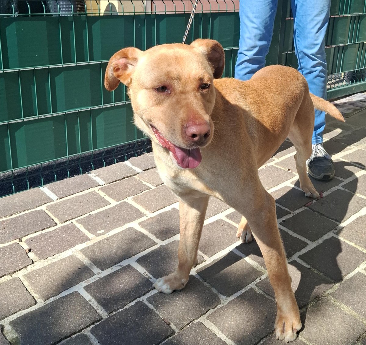 AtsBrianza's tweet photo. 4 ZAMPE CERCAFAMIGLIA 🐾🐕

‼️Altri nuovi cuccioli cercano una famiglia che li accolga!

🔎 scopri la pagina dove pubblichiamo tutti i cuccioli che cercano famiglia
https://t.co/7r3YgWgWi2

#cane #adottanoncomprare #adottauncanedalcanile #famiglia #ATSBrianza https://t.co/d5jlTJEFA7