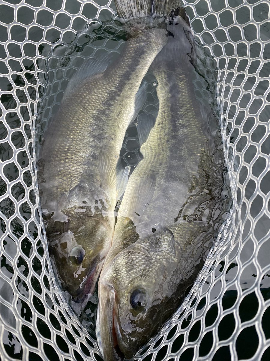 kenichio0729's tweet photo. 本日の榛名湖ガイド！

ゲスト様とW40upWヒット‼️

凄い光景でした🐟🐟
#バス釣り
#榛名湖バス釣り https://t.co/Yx8GJpFRqP