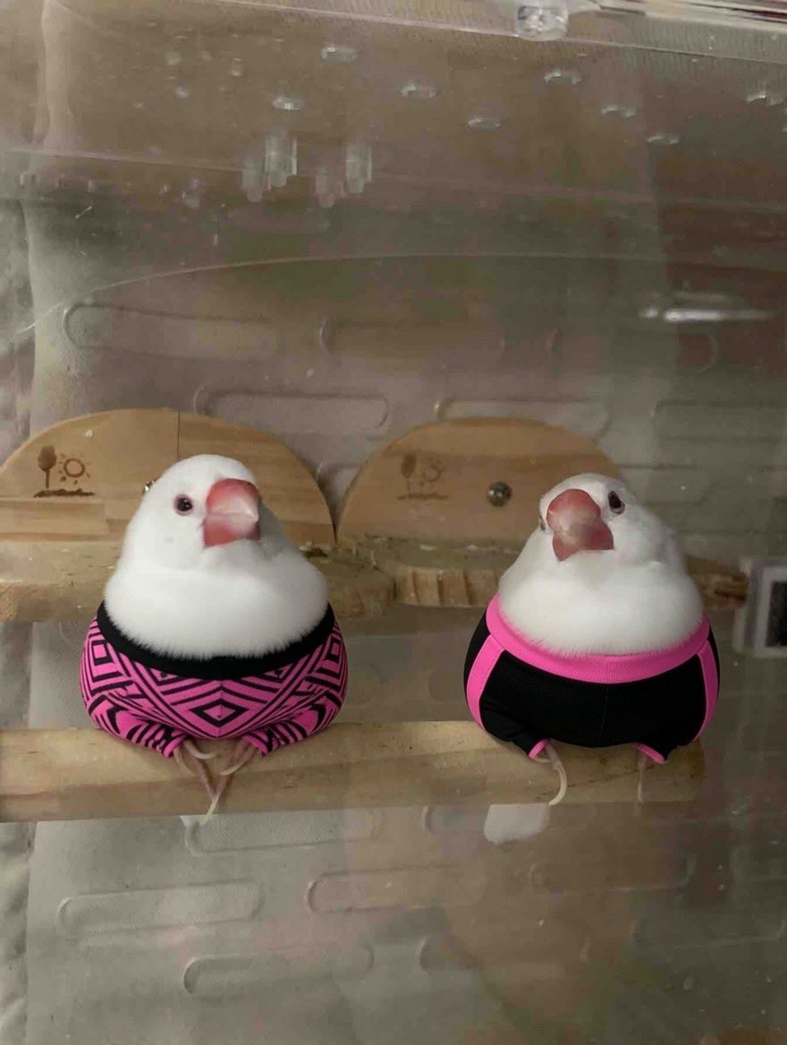 jamjamkp's tweet photo. パンツ履かせるのが流行ってると聞いて… https://t.co/CROkIqGxOz