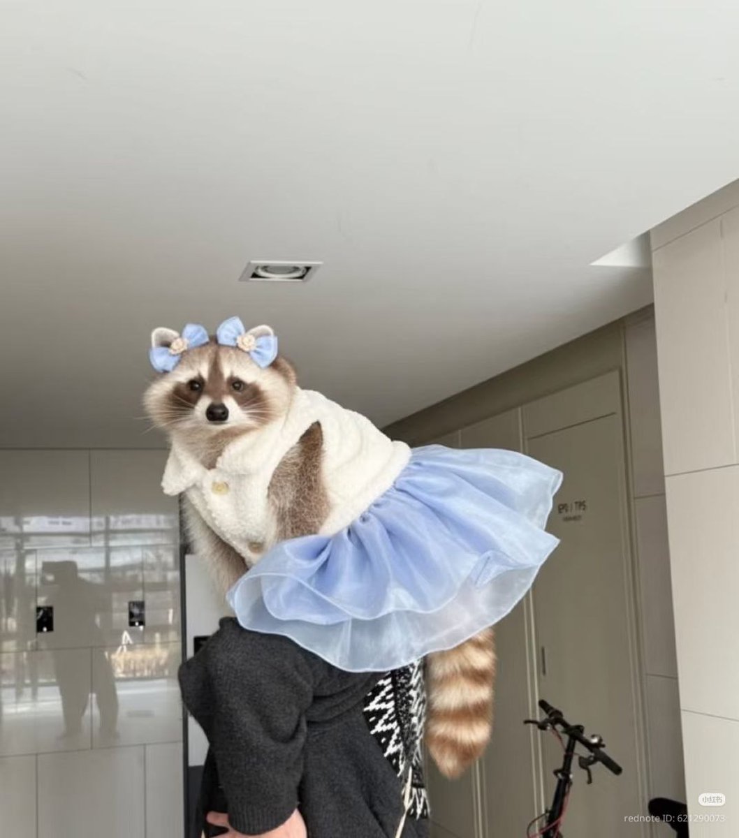 raccoonAuras's tweet photo. https://t.co/PqhHseF4wc