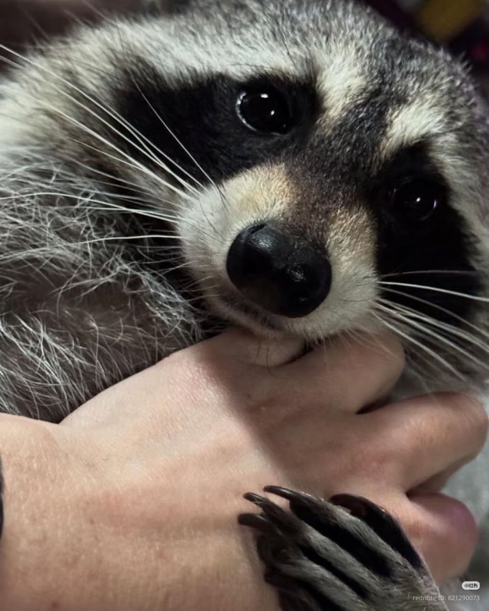 raccoonAuras's tweet photo. https://t.co/BnEnZmLqOT